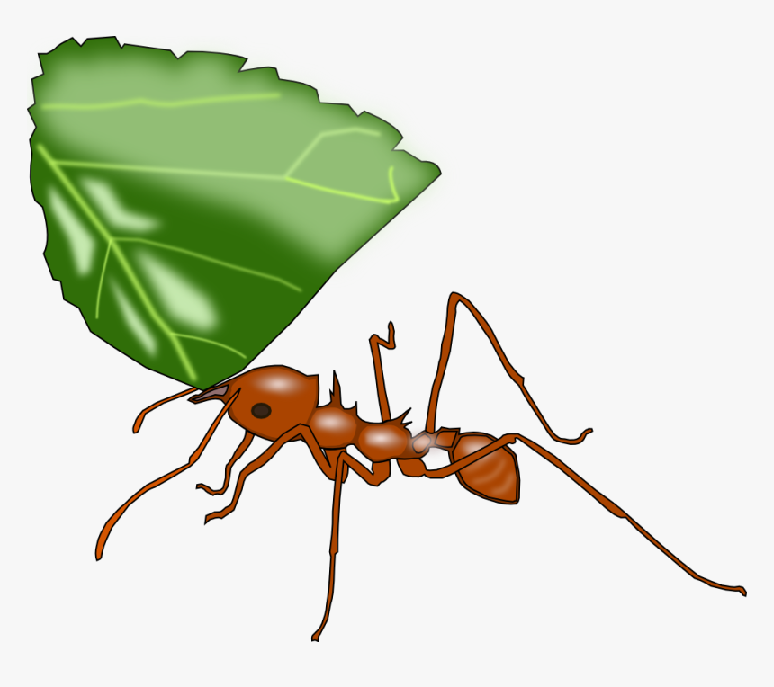 Transparent Ant Clip Art - Leaf Cutter Ants Transparent, HD Png Download