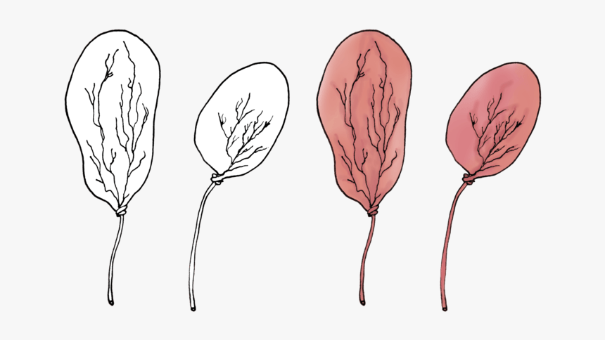 Smoketree, HD Png Download