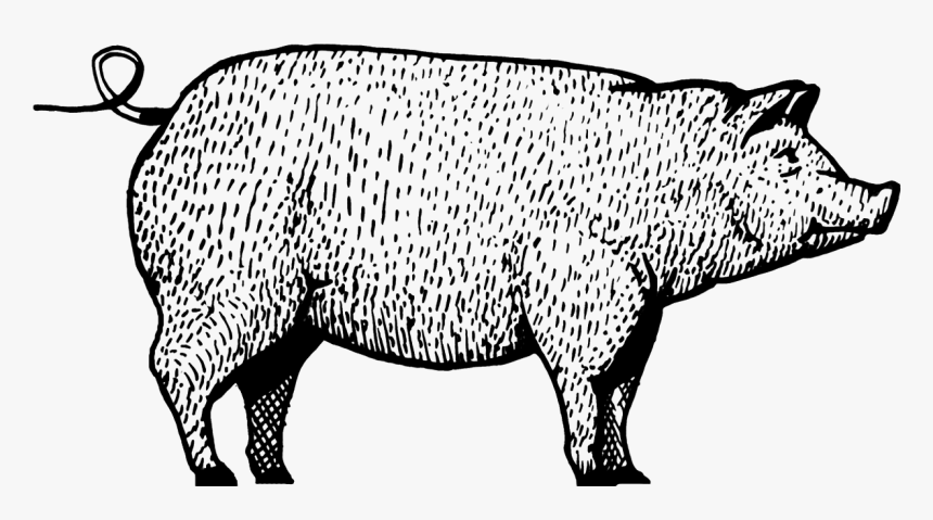 Domestic Pig, HD Png Download