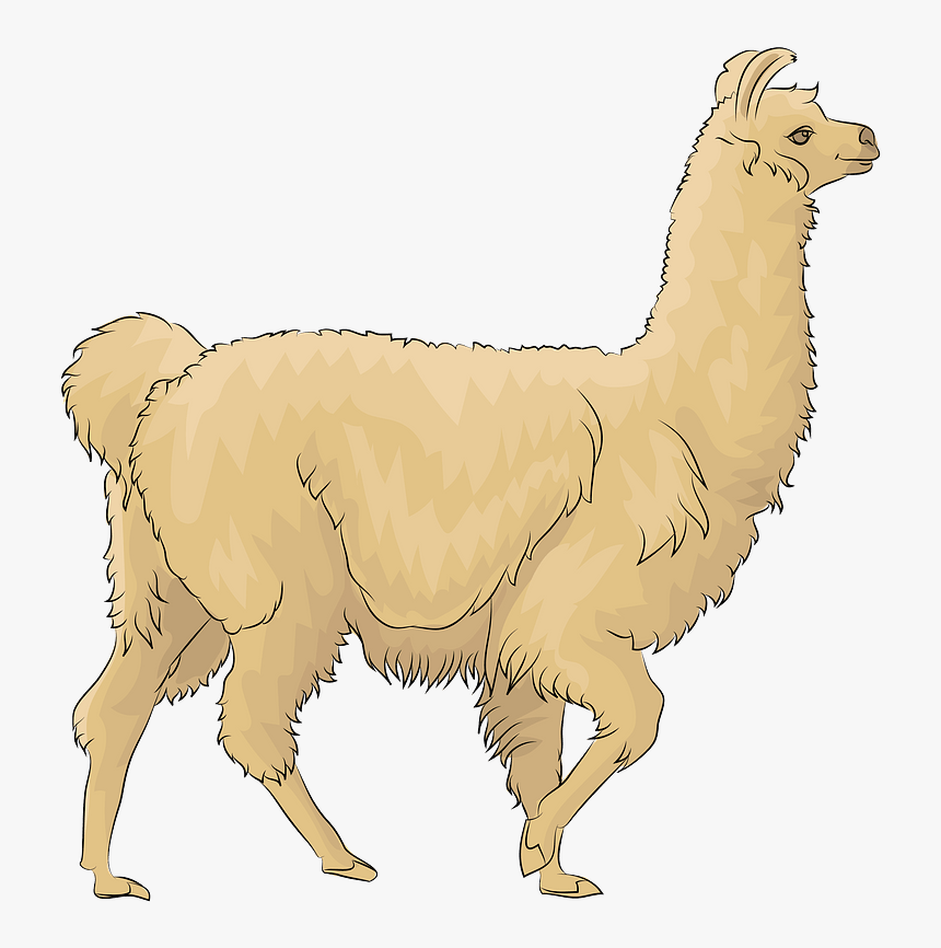Llama, HD Png Download