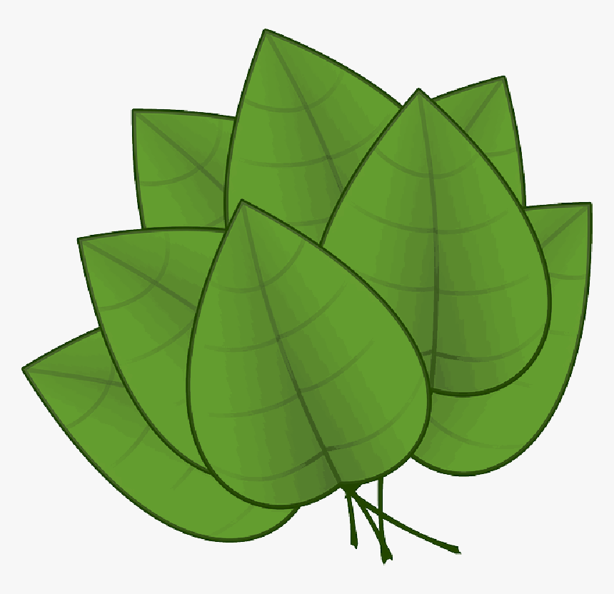 Green, Apple, Fall, Outline, Plants, Leaf, Palm, Tree - Parts Of The Plants Leaf, HD Png Download