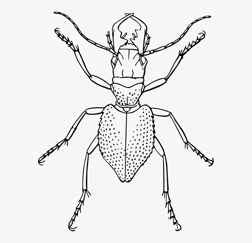 Line Art,head,neck - Insects And Spider Drawings, HD Png Download