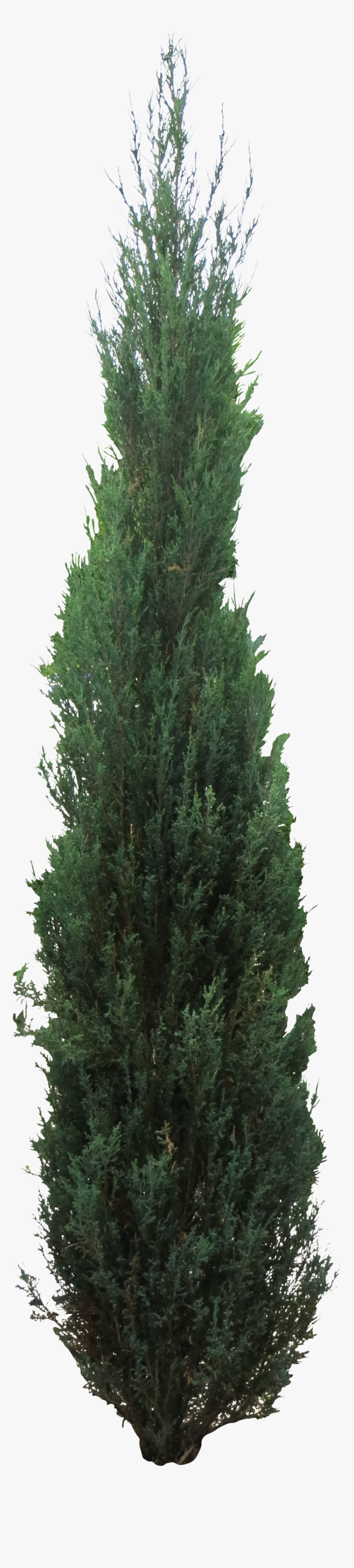 Pine Tree Clipart Juniper Tree , Png Download - Juniper Tree Png, Transparent Png