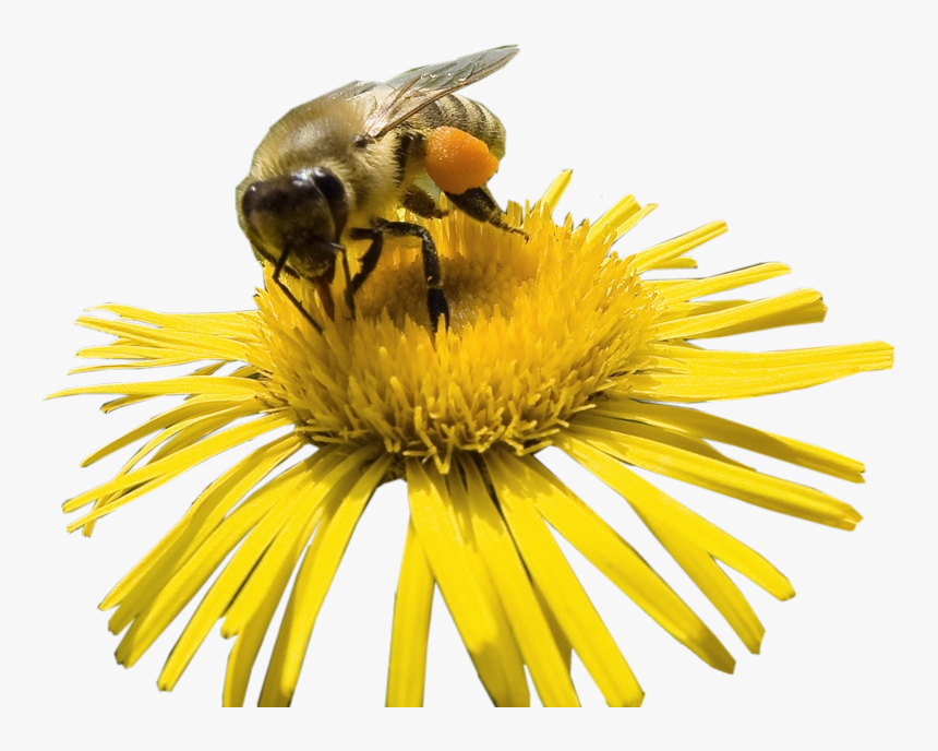 Transparent Flower Clipart Png - Bee On Flower Clipart, Png Download