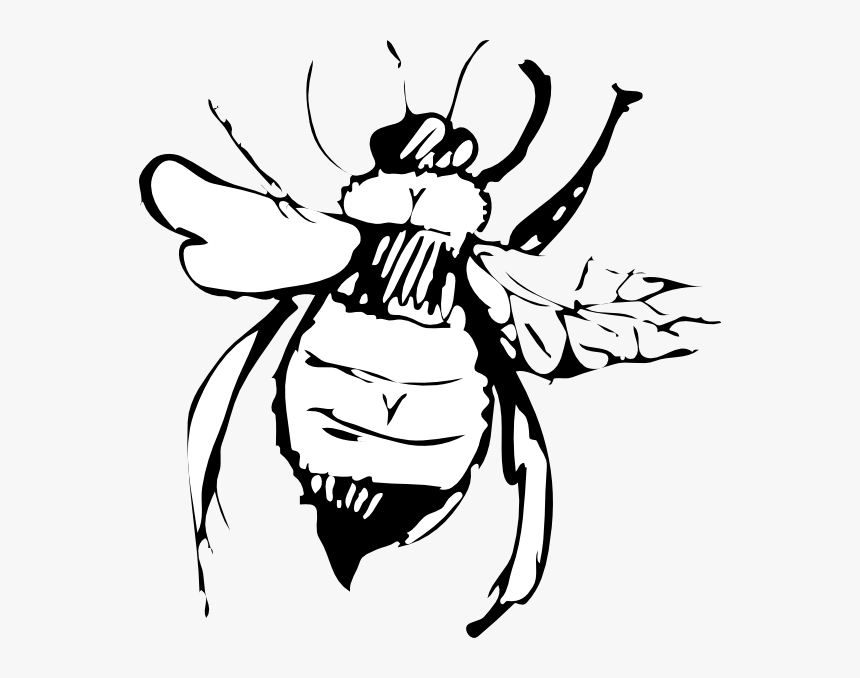 Clip Art, HD Png Download