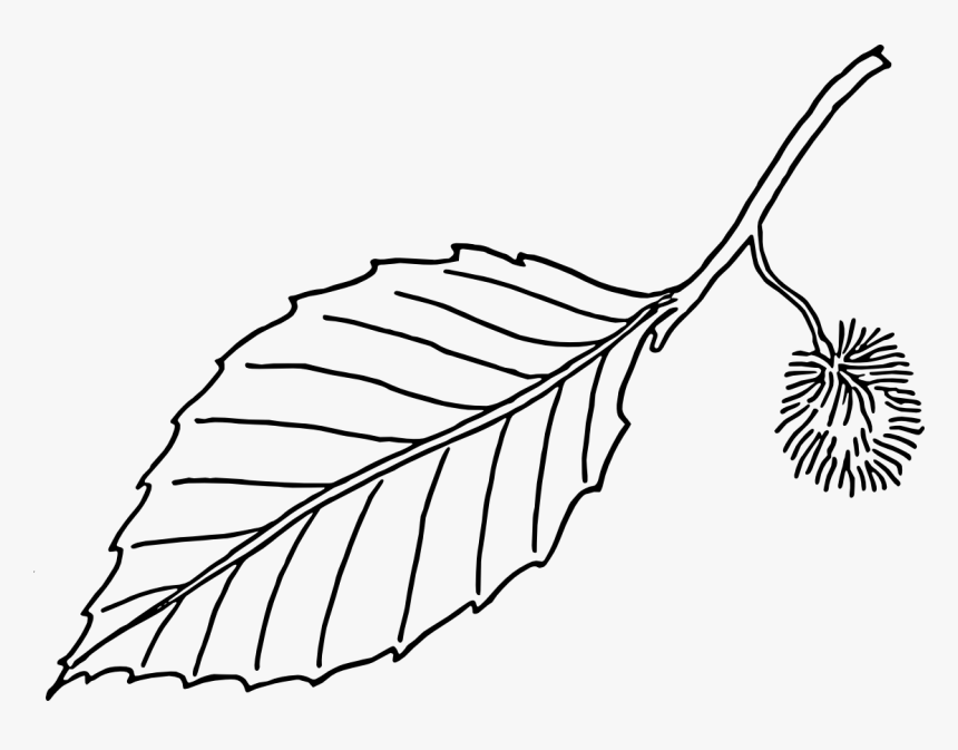 Clipart - Leaves - Black - And - White - Beech Leaf - Leaf Outline Vector Png, Transparent Png