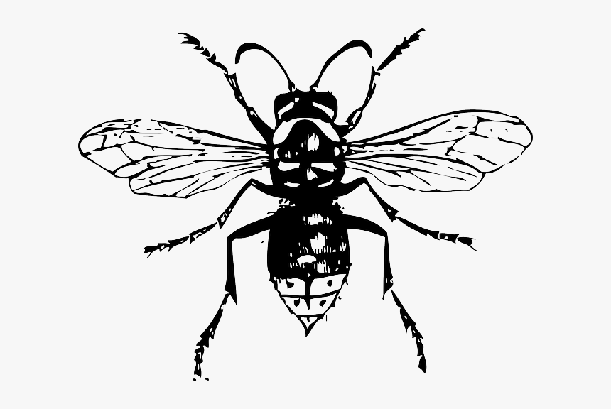 White Wasp, HD Png Download