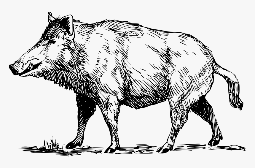 Pig Clipart Baboy - Boar Black And White Clipart, HD Png Download