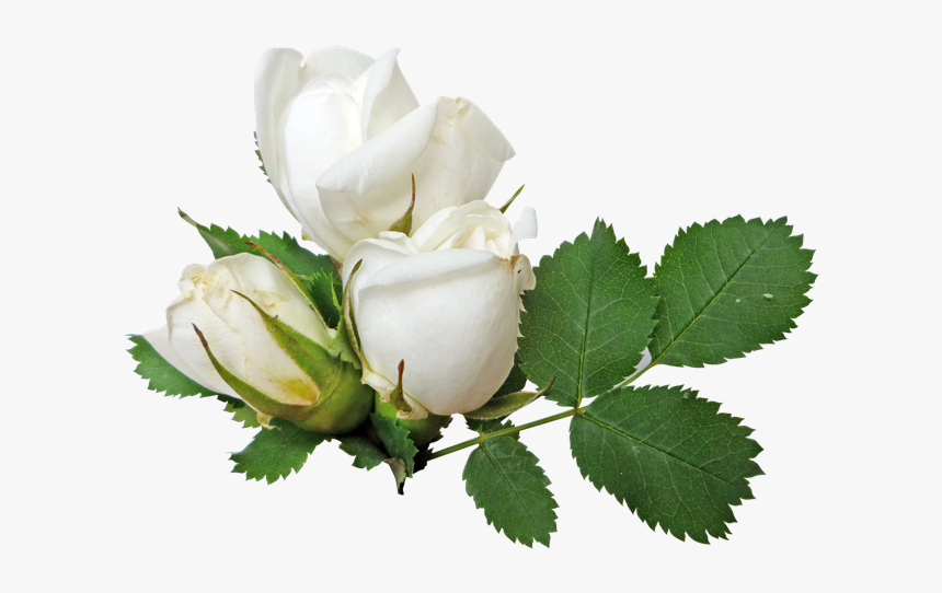 White Rose Png Image, Flower White Rose Png Picture - White Roses Transparent Background, Png Download