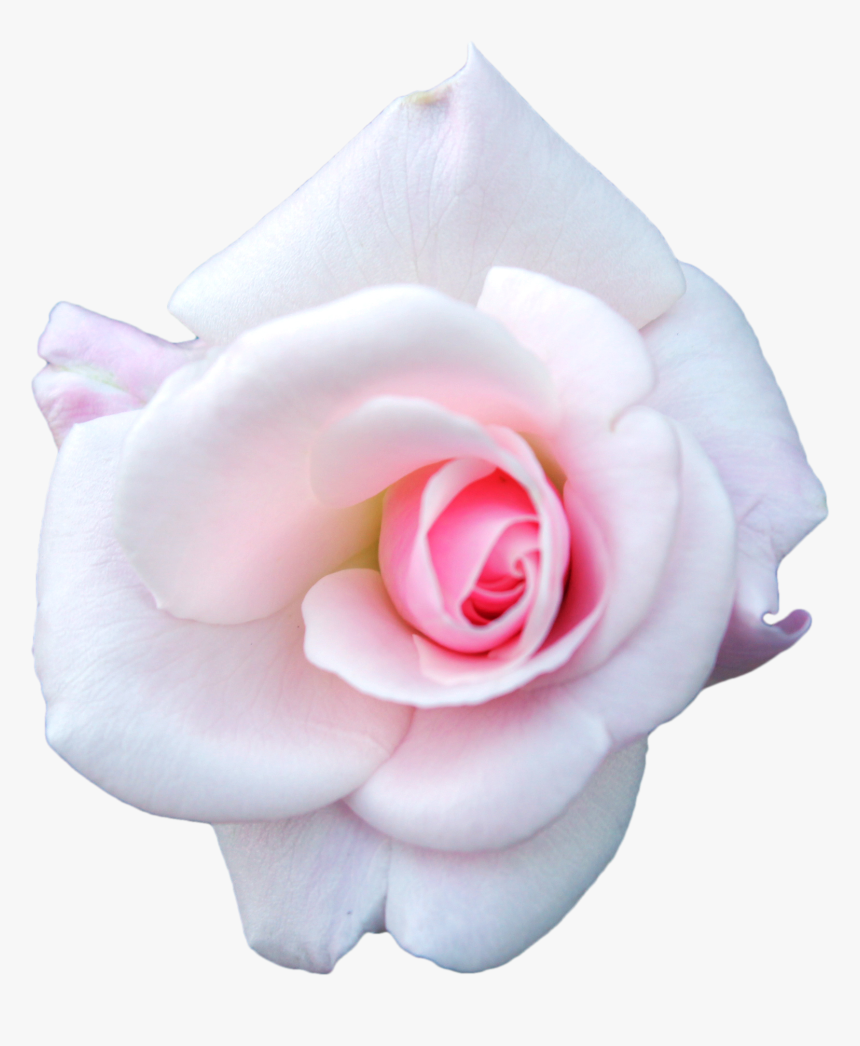 White Cabbage Rose, Garden Roses, Flower - Pink And White Rose Png, Transparent Png