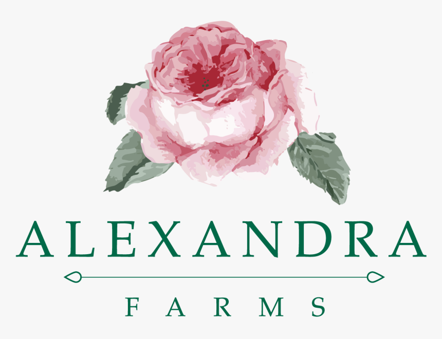 Alexandra Garden Roses, HD Png Download