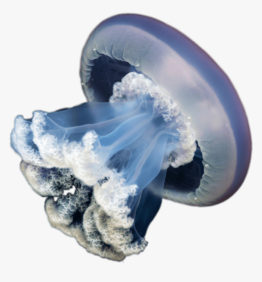 Cnidaria - Transparent Background Jellyfish Transparent, HD Png Download