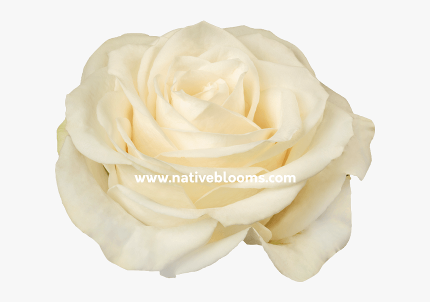 Floribunda, HD Png Download