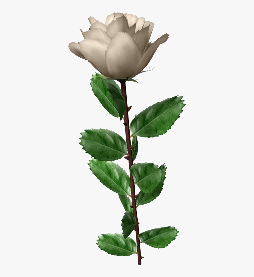 White Roses Leaf Wonderful Picture Images Png Images - White Rose Ping, Transparent Png