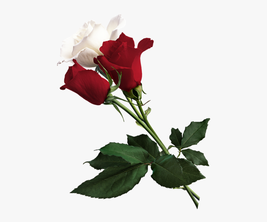 White Rose Clipart - Happy Marriage Anniversary New, HD Png Download