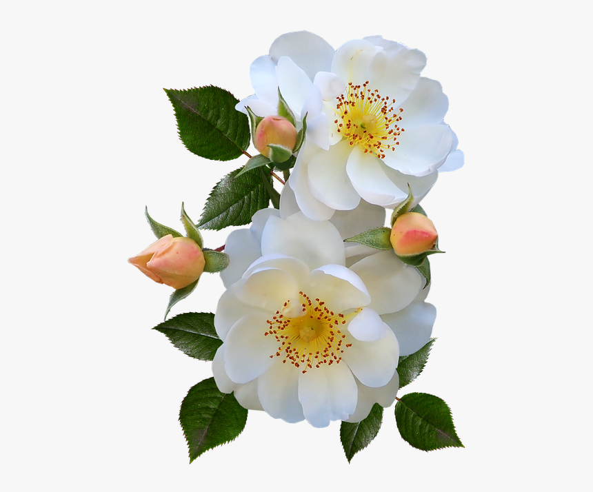 Roses, Stamens, Pollen, Buds, White, Flowers, Perfume - Burnet Rose, HD Png Download