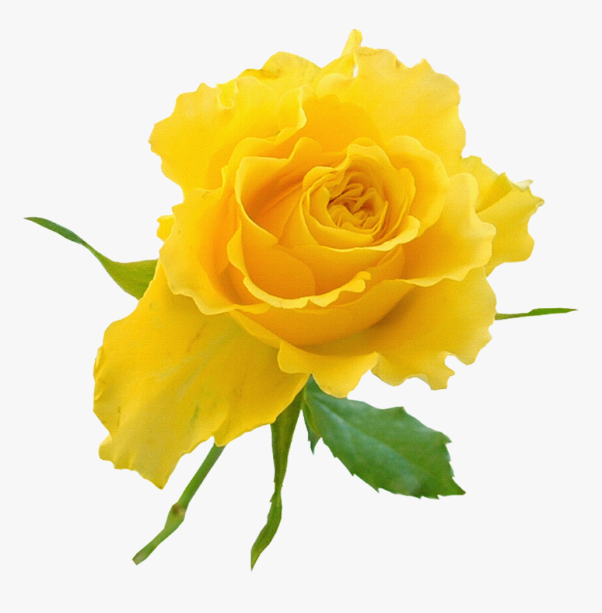 Transparent Background Yellow Rose Clipart Transparent Good