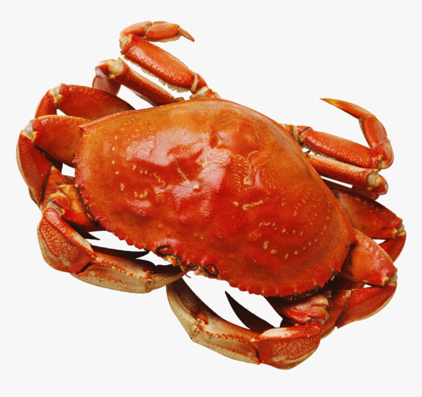 Crab Png, Transparent Png