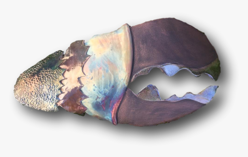 Conch, HD Png Download