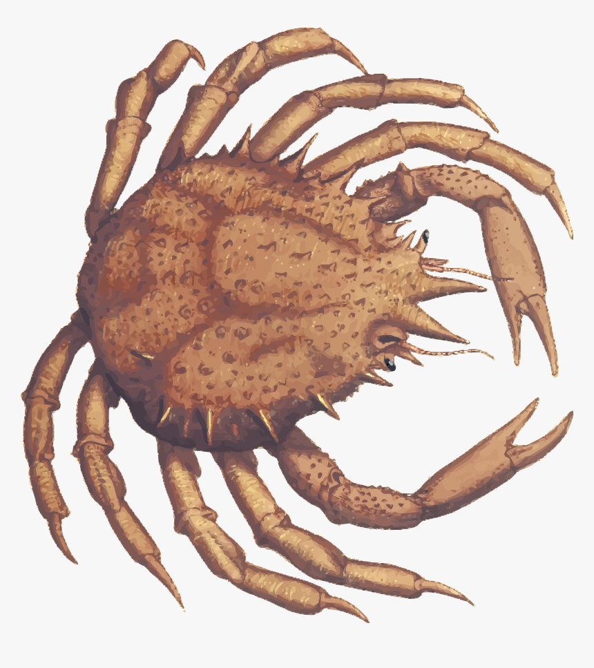 Transparent Crab Claw Png - Crabs, Png Download