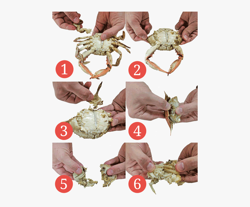 Crab - Do You Eat Blue Crab, HD Png Download