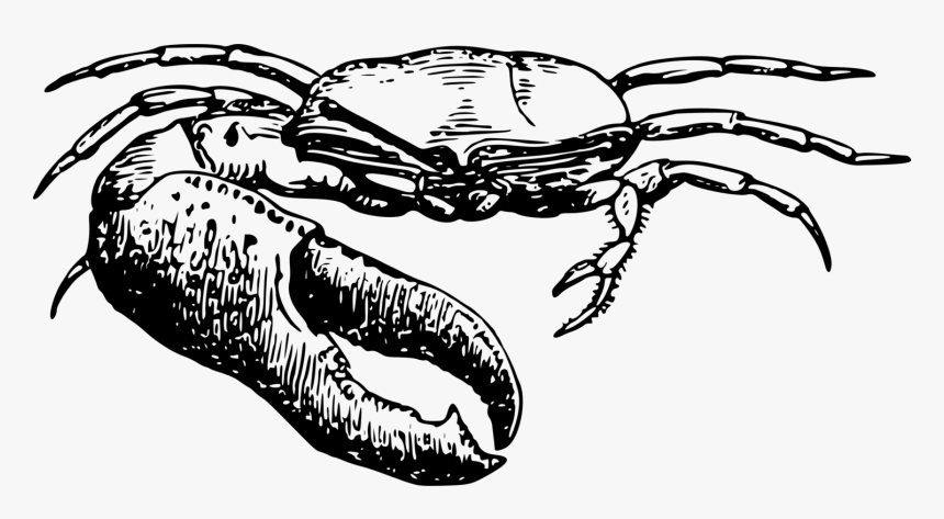 Line - Fiddler Crab Clipart, HD Png Download