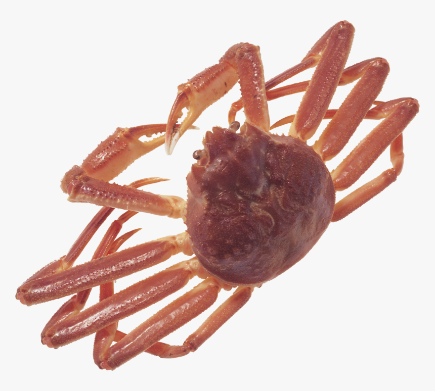 阿拉斯加 雪 蟹, HD Png Download
