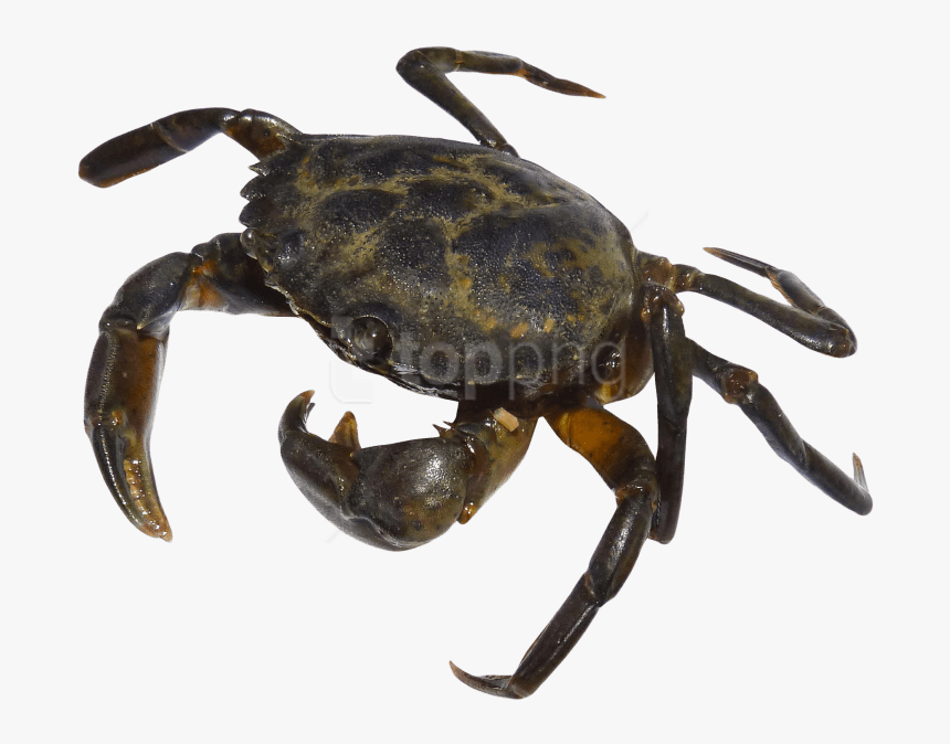 Crab Silhouette Png - Crab Transparent Png, Png Download