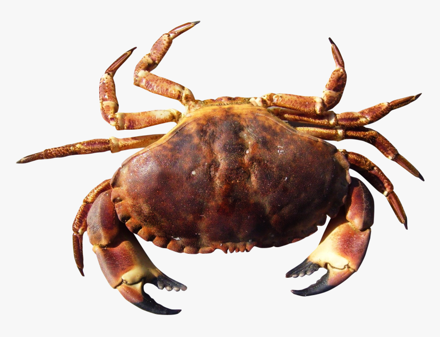 Crab Png Image Purepng - Crab Png Transparent, Png Download