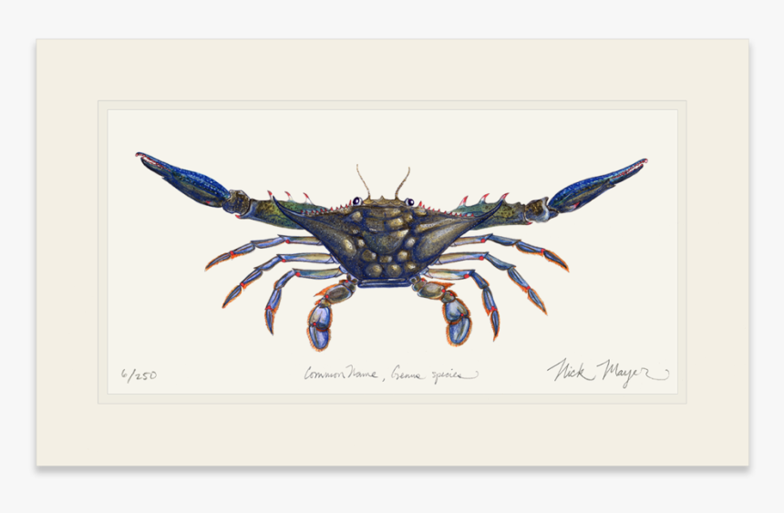 Blue Crab, Claws Out - Dungeness Crab, HD Png Download