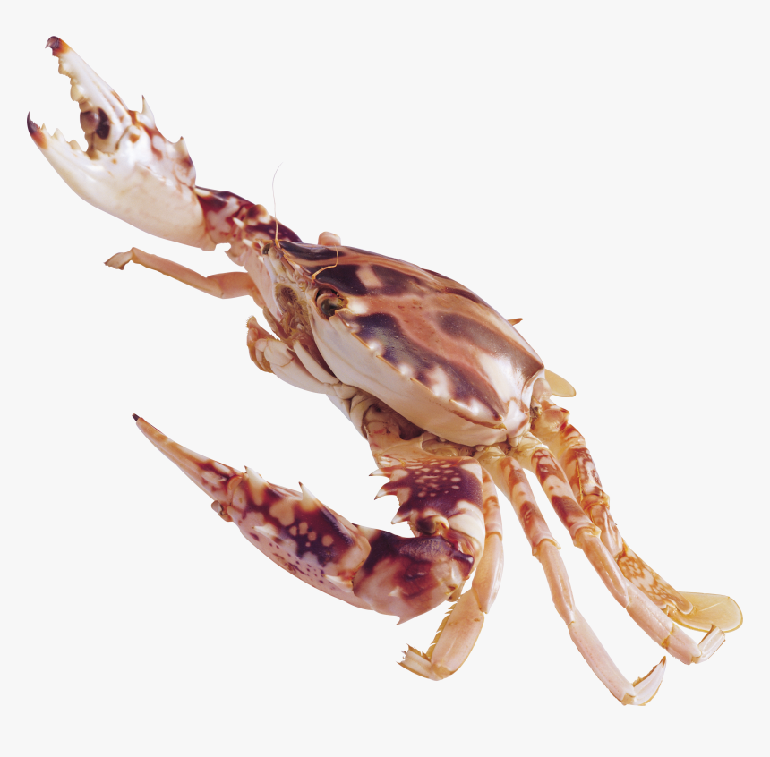 Crab Png - Crustaceans Png, Transparent Png
