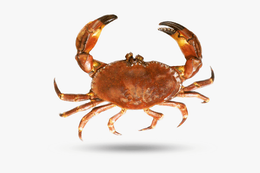 Florida Stone Crab - Dungeness Crab, HD Png Download