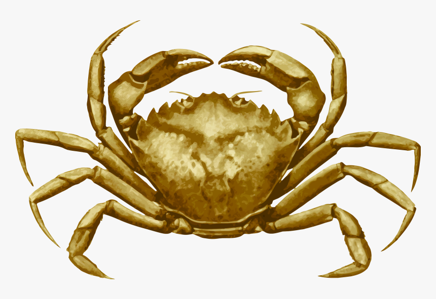Crab 4 Clip Arts - Cancer Pagurus, HD Png Download
