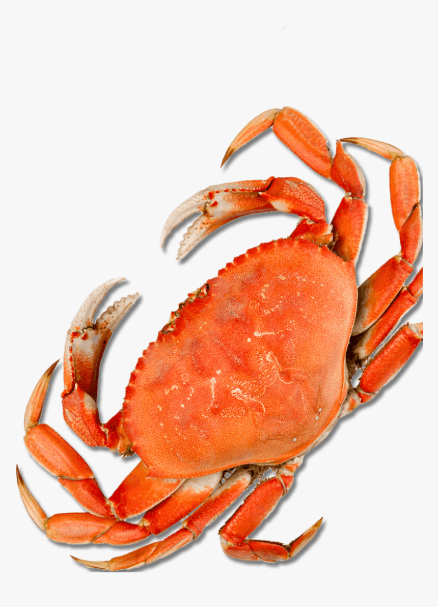 Crab - Harbor Crab, HD Png Download