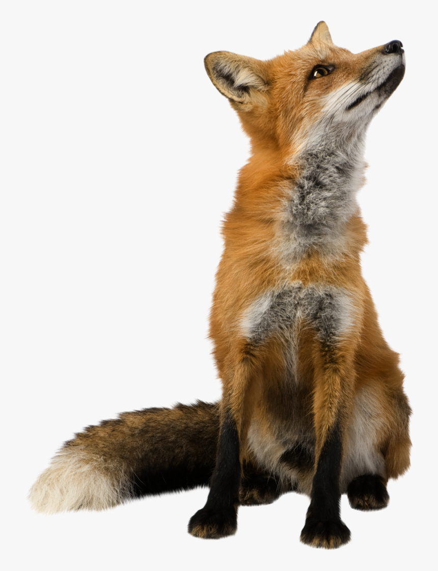 Red Fox Clip Art - Fox Png, Transparent Png