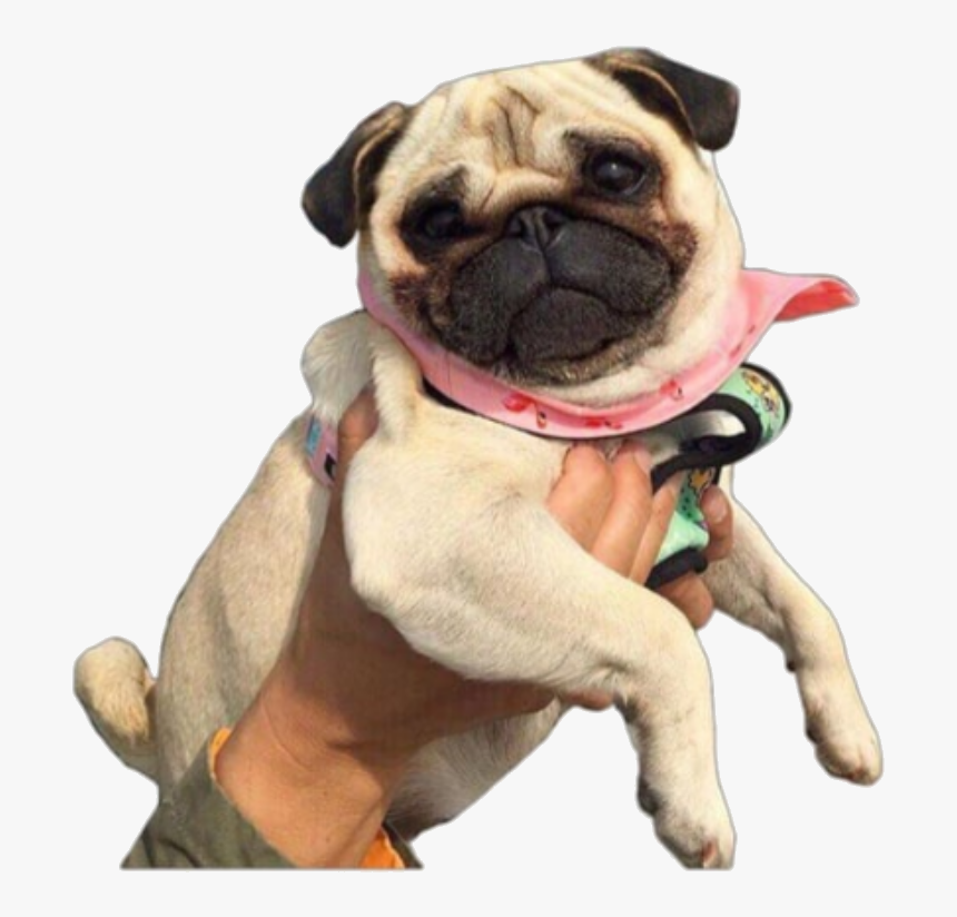 #pug #png - Pug Png, Transparent Png