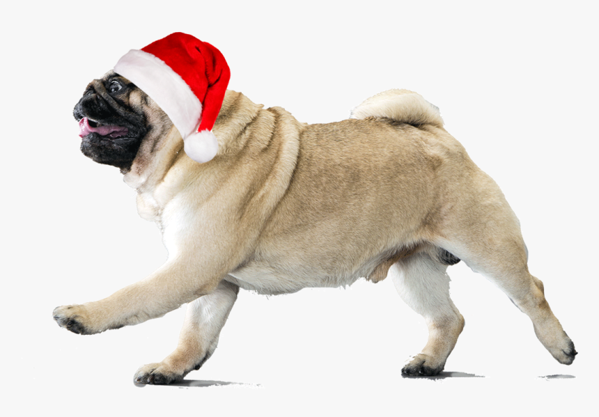 Transparent Pug Life Png - Pug In A Pumpkin, Png Download