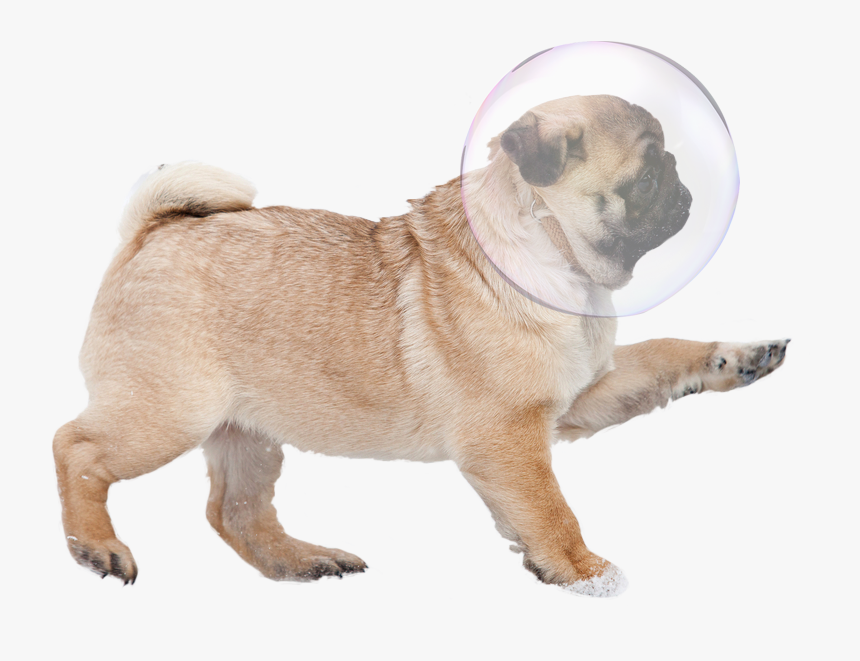 Bubbles Bubble Pug, HD Png Download
