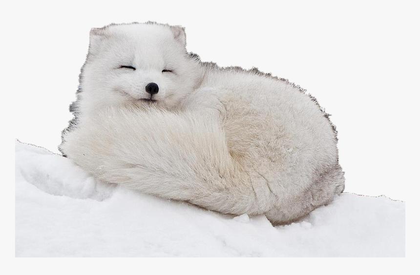 Transparent Arctic Fox Png - Cute Baby Arctic Fox, Png Download