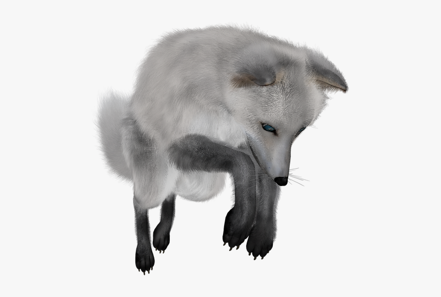 Download Fox Png Transparent Images Transparent Backgrounds - White Fox No Background, Png Download