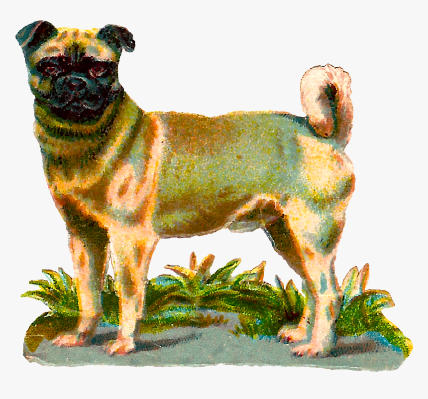 Dog Pug Animal Breed Digital Clipart Image Download - Vintage Dog Png, Transparent Png