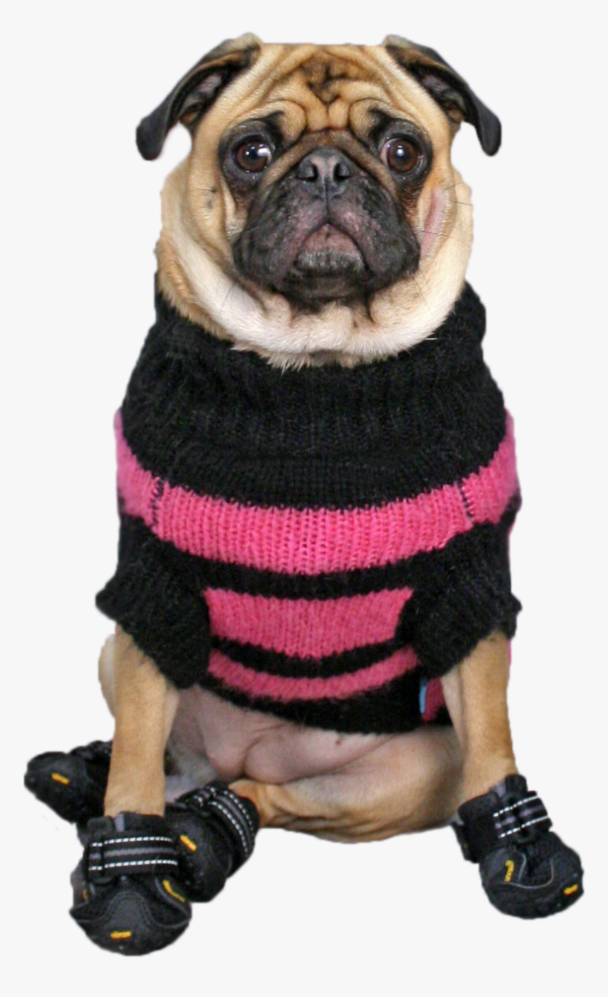 Dog Clothes, HD Png Download