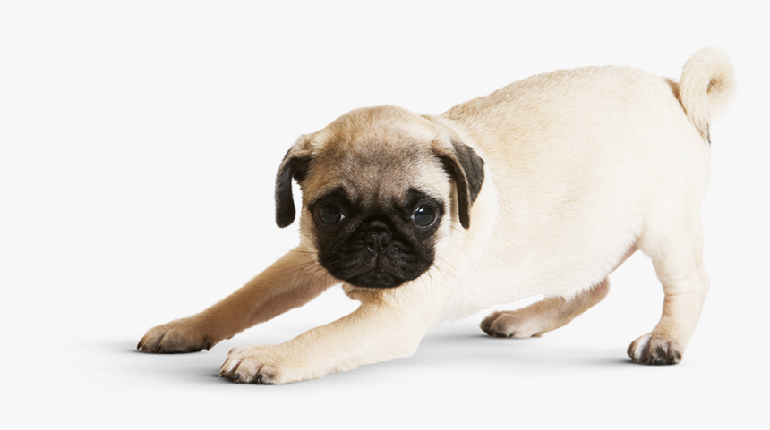 Non Wrinkly Pug, HD Png Download