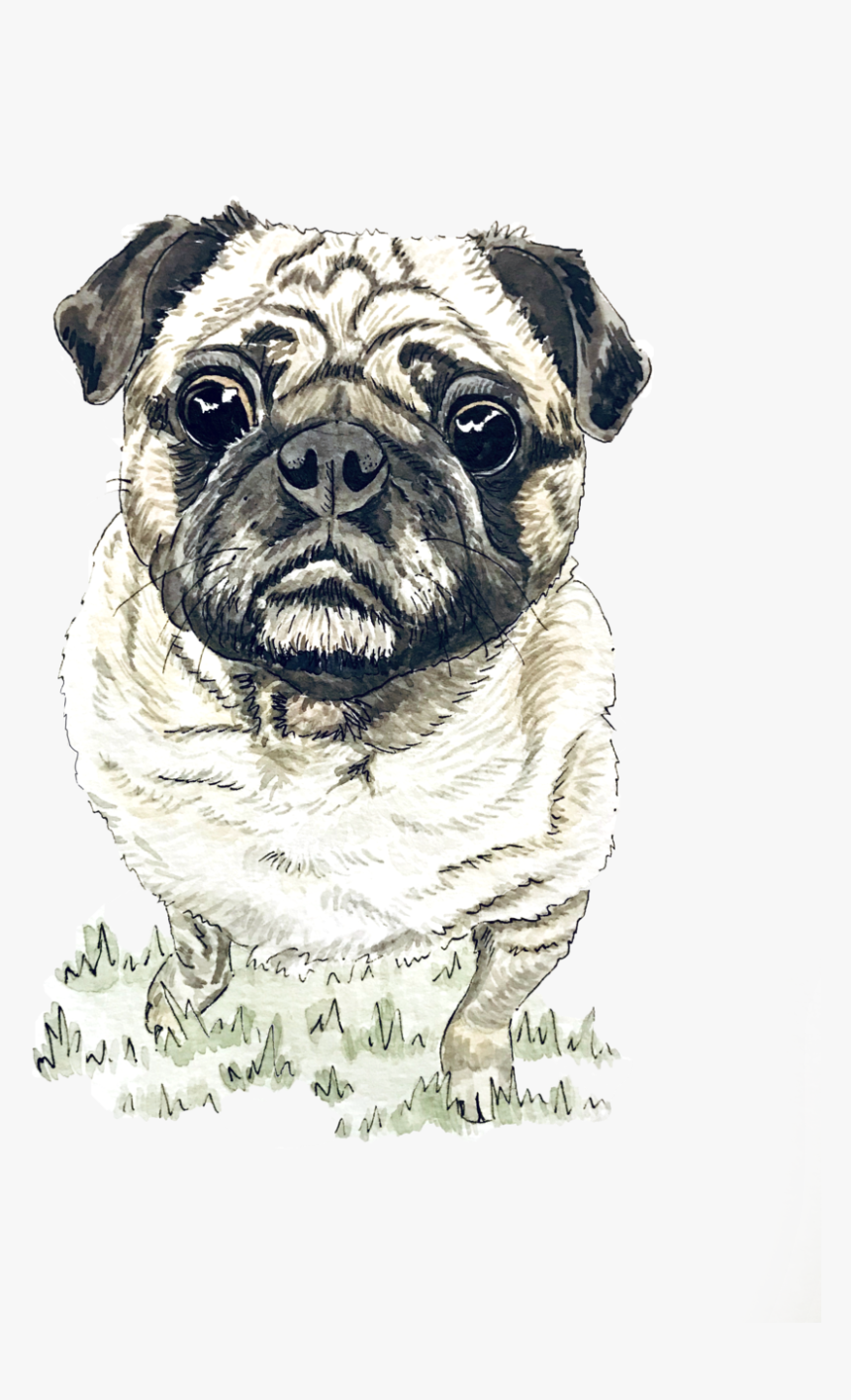 Pug, HD Png Download