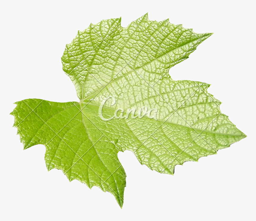 Leaf,plant,flower,grape Leaves,flowering Maple - Vitis, HD Png Download