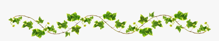 Vine Png, Transparent Png