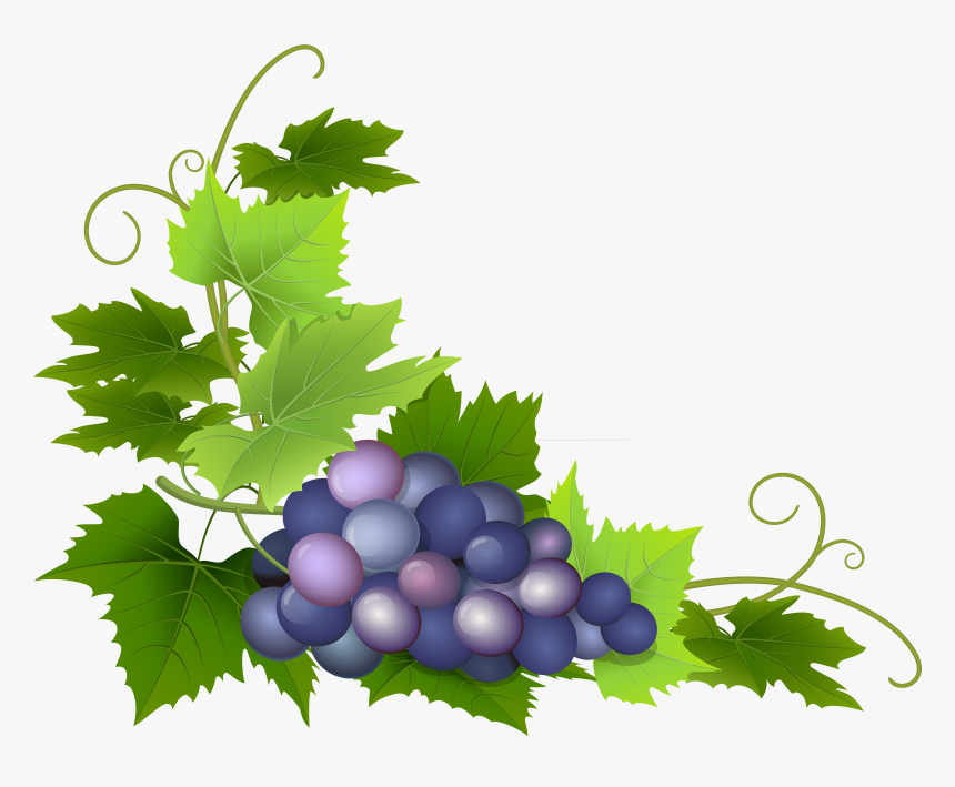 Grape Clipart Grape Leaf , Png Download, Transparent Png