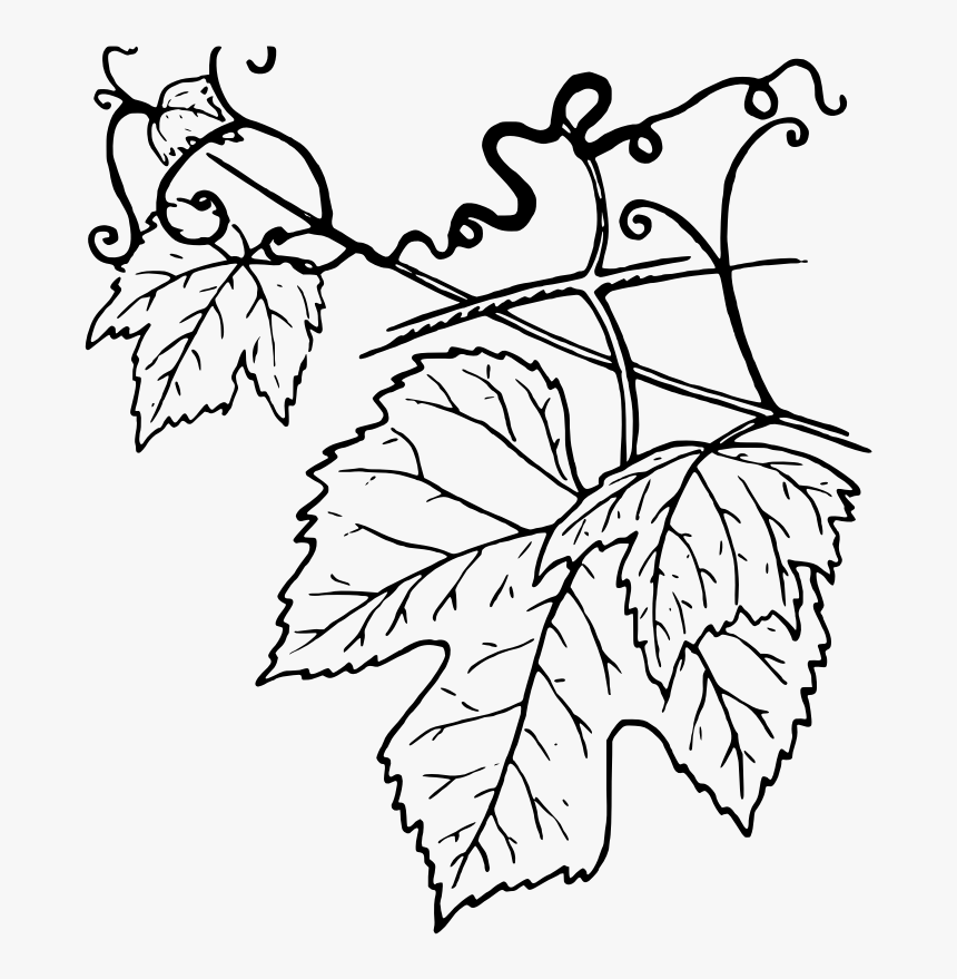 Ivy Clipart Grape Leave - Grapevine Leaves Clip Art, HD Png Download