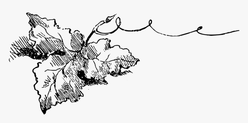 Grape Leaf, Grape, Leaf, Nature, Vine, Leaves, Garden - Folha De Videira Desenho, HD Png Download