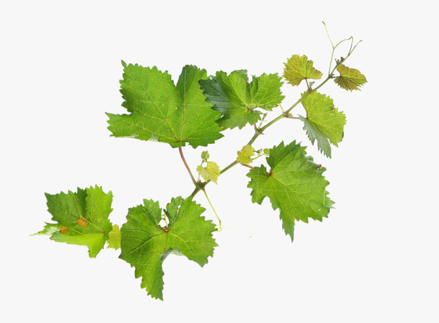 Transparent Grape Leaf Png, Png Download